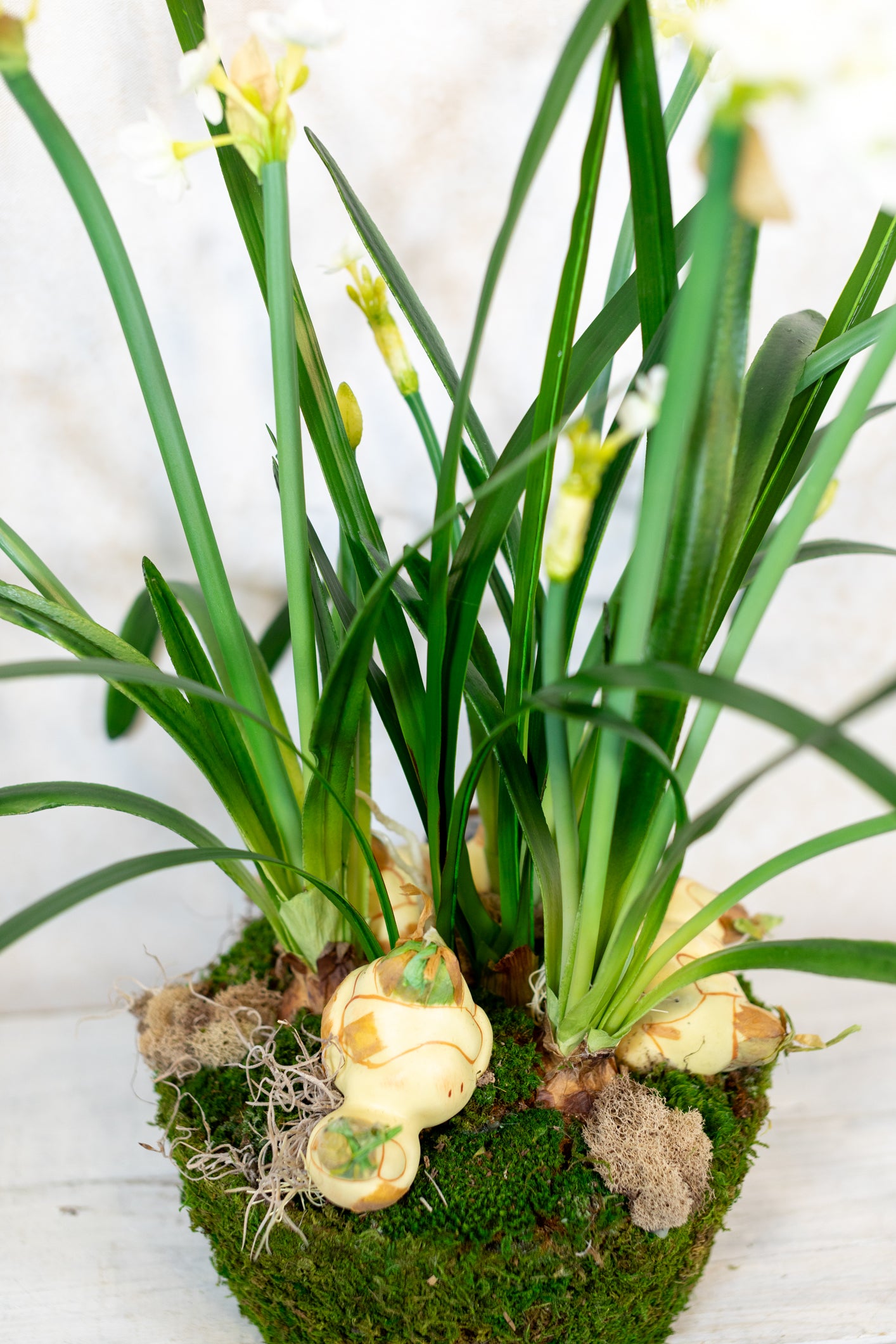 Triple Paperwhite Round Centerpiece Drop In