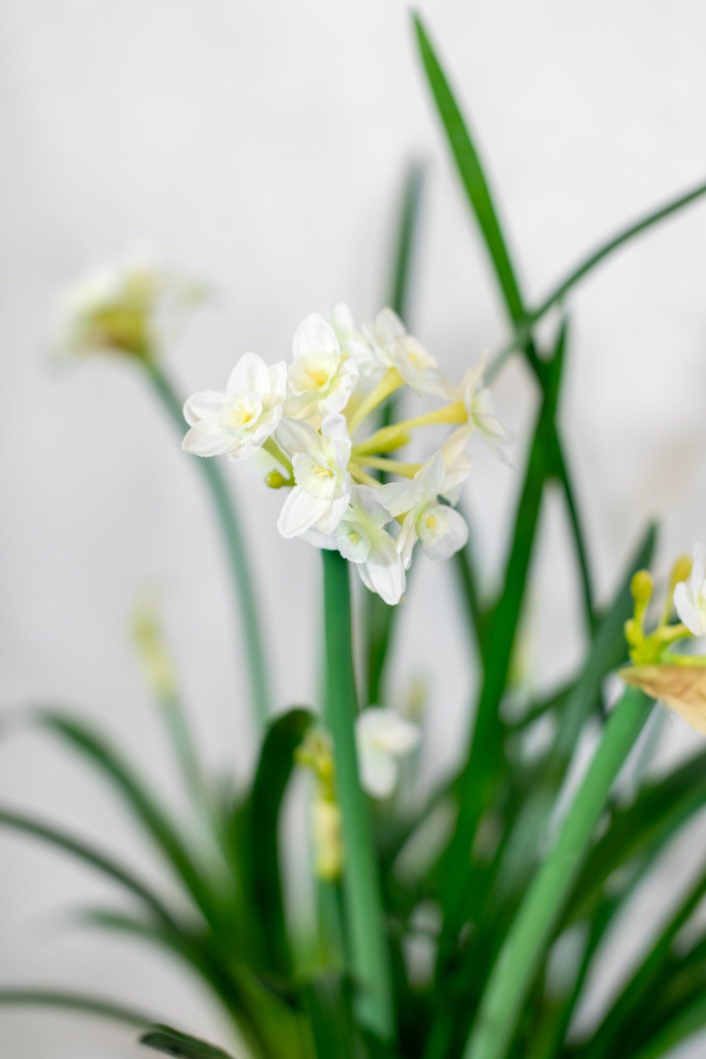 Triple Paperwhite Round Centerpiece Drop In