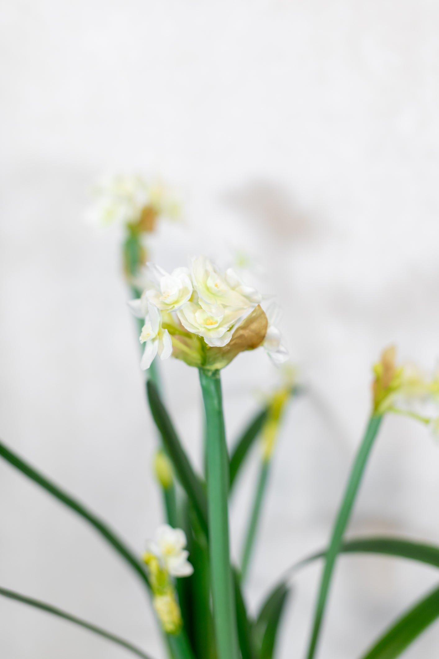 Double Paperwhite Potted