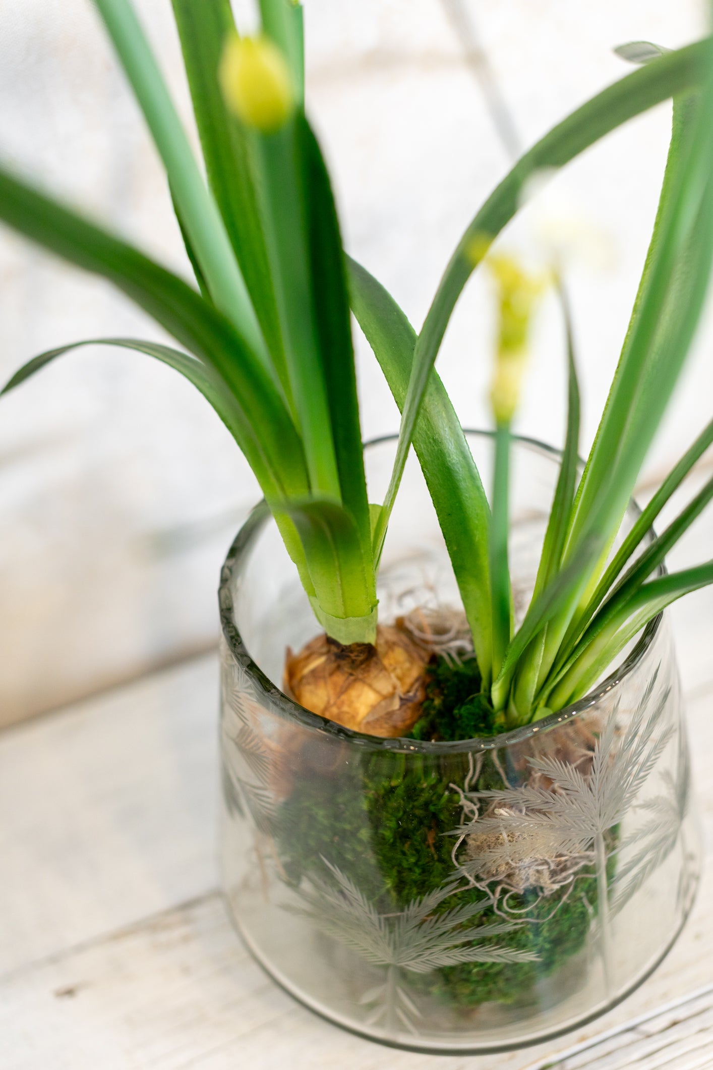 Double Paperwhite Potted