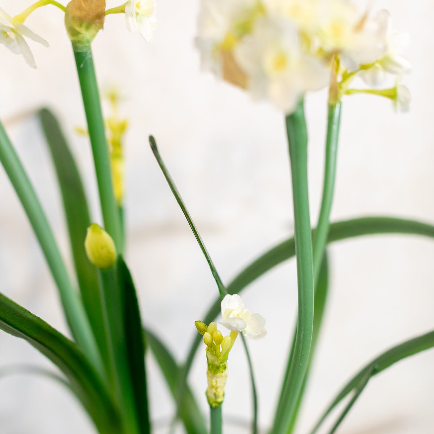 Double Paperwhite Potted