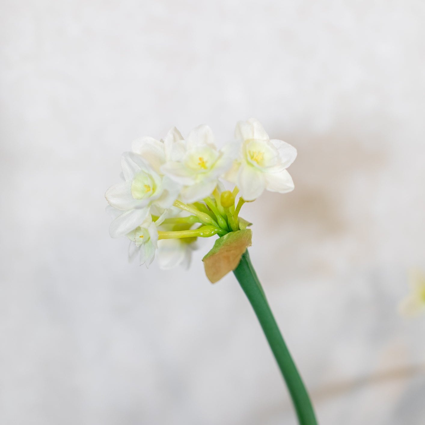 Potted Paperwhite