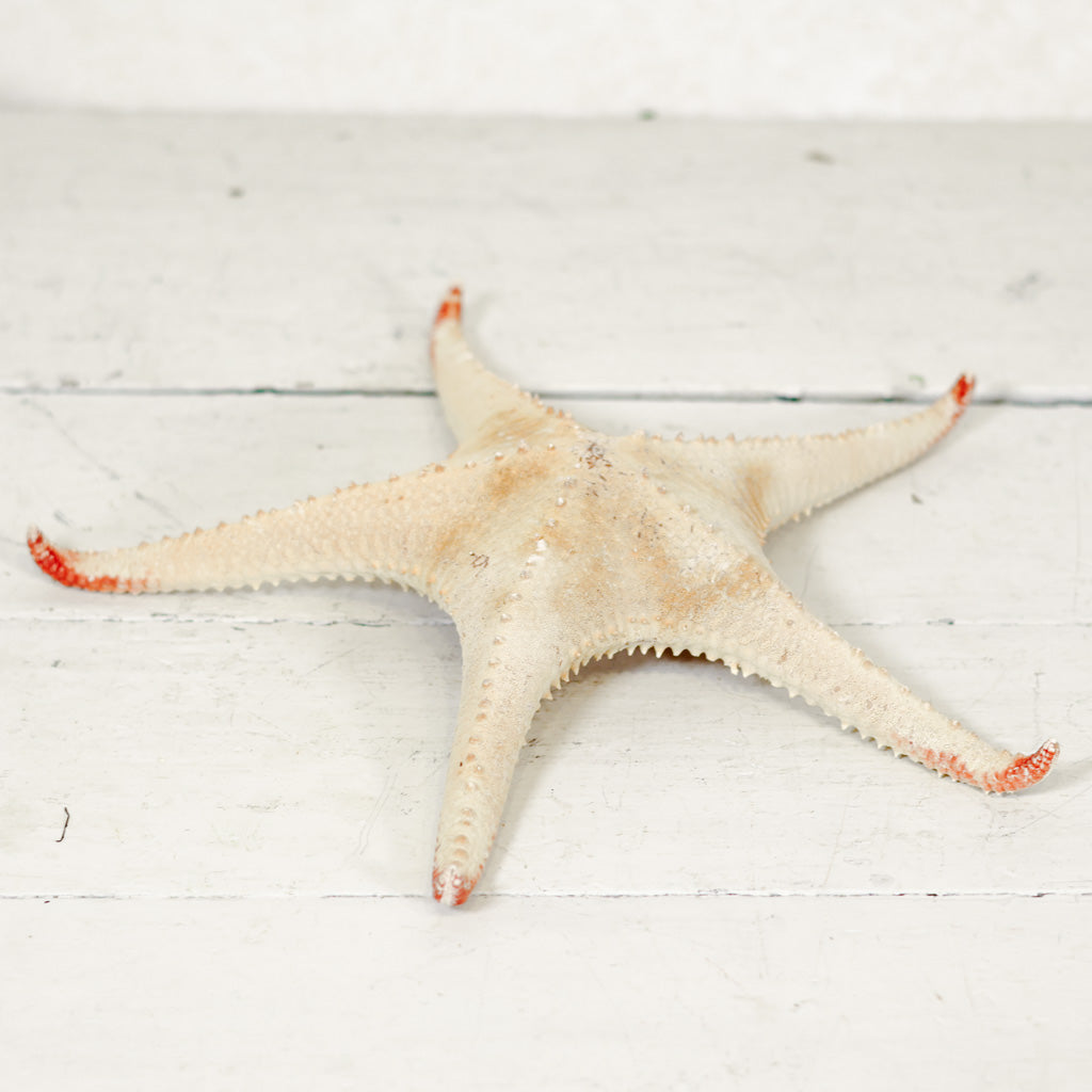 Starfish Spiny Red Tip