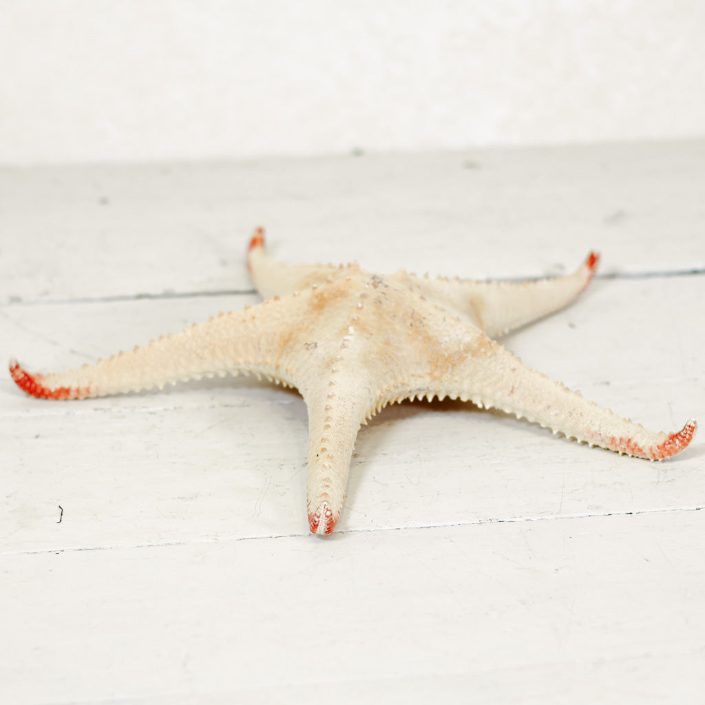 Starfish Spiny Red Tip