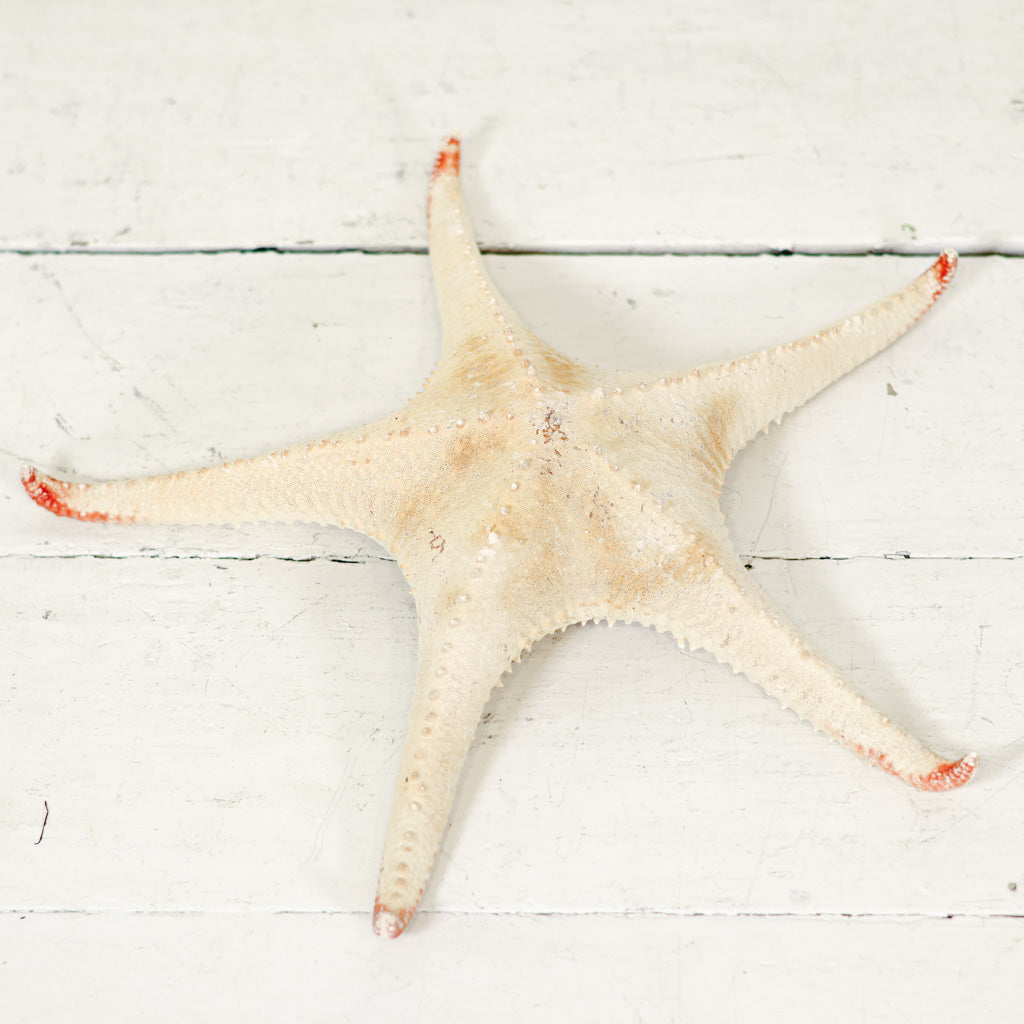 Starfish Spiny Red Tip