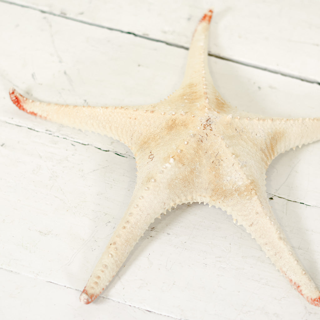 Starfish Spiny Red Tip