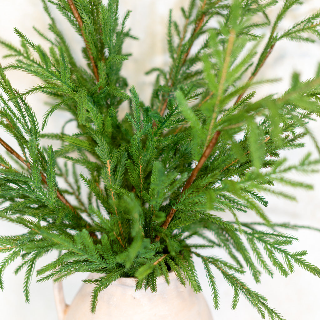 Norfolk Pine Spray