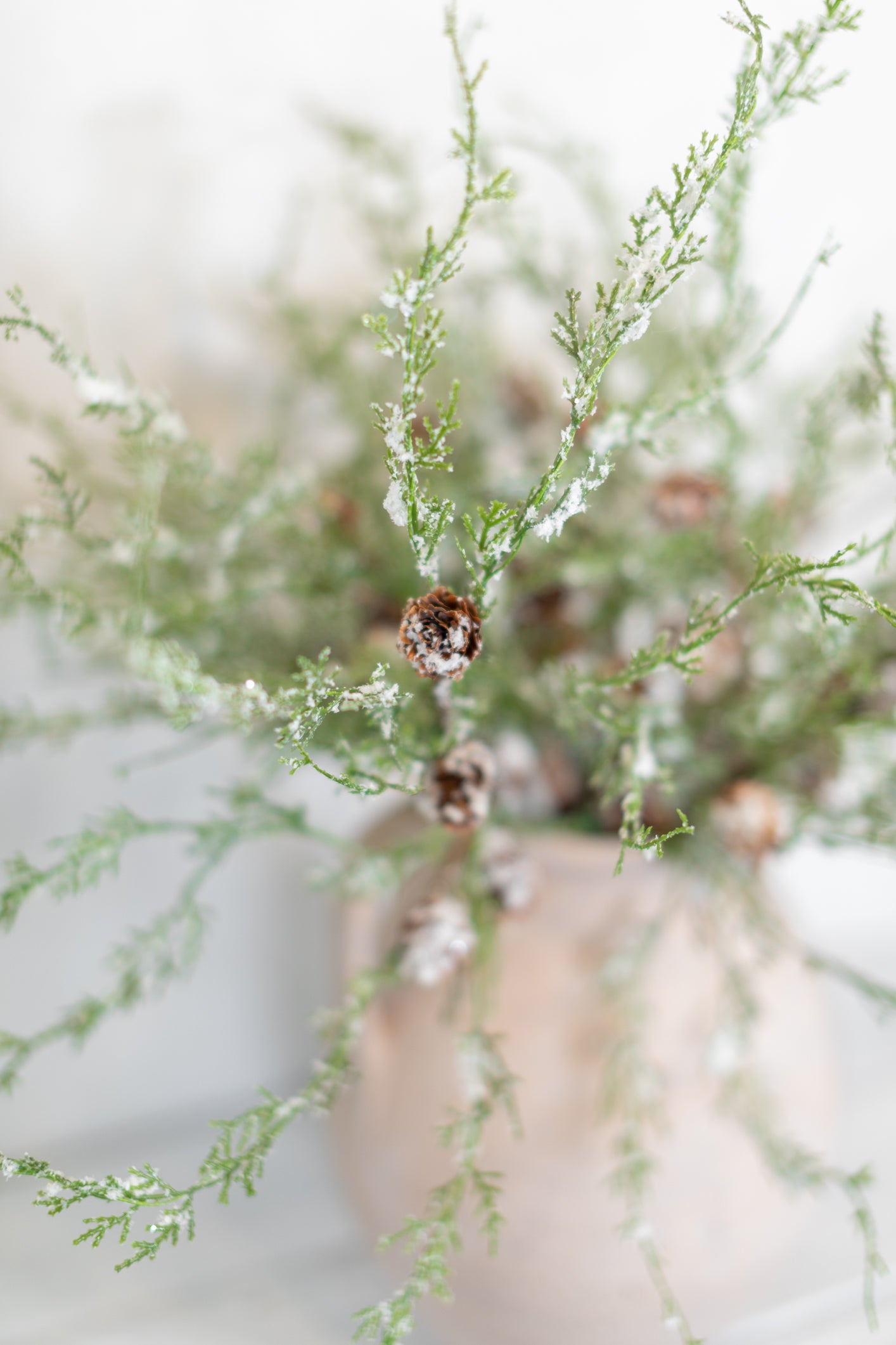 Snowy Cedar and Cone Pick