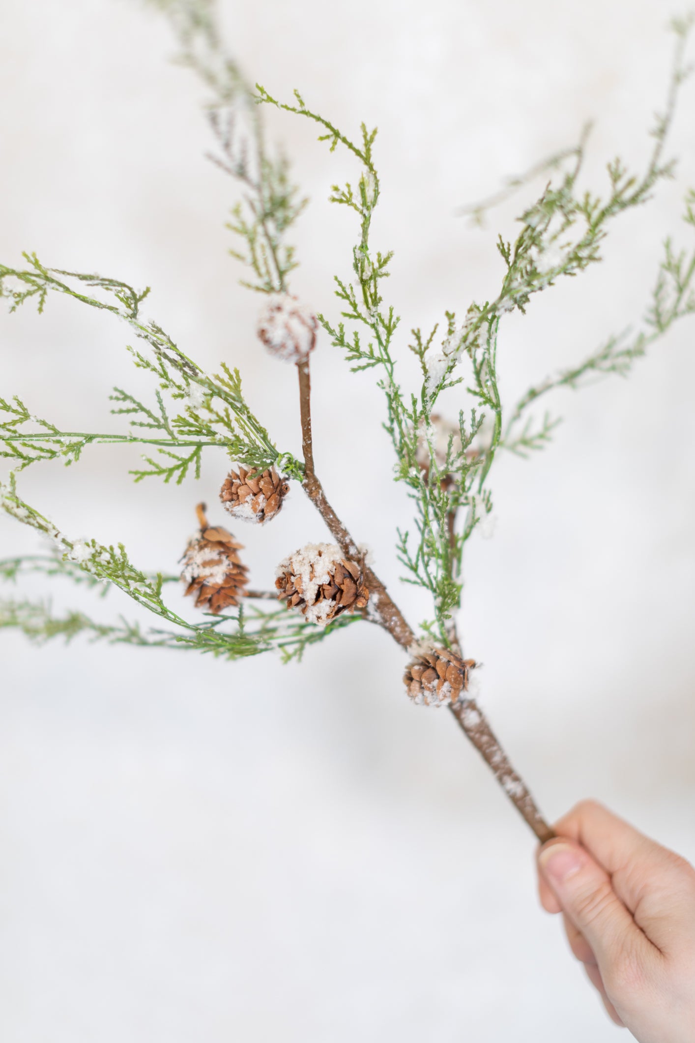 Snowy Cedar and Cone Pick