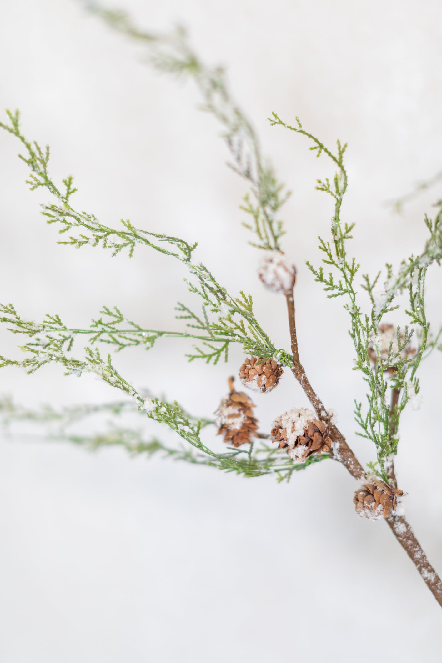 Snowy Cedar and Cone Pick