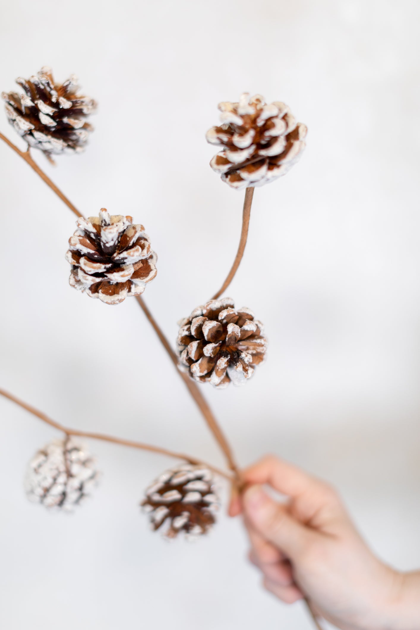 Frosted Pine Cone Spray