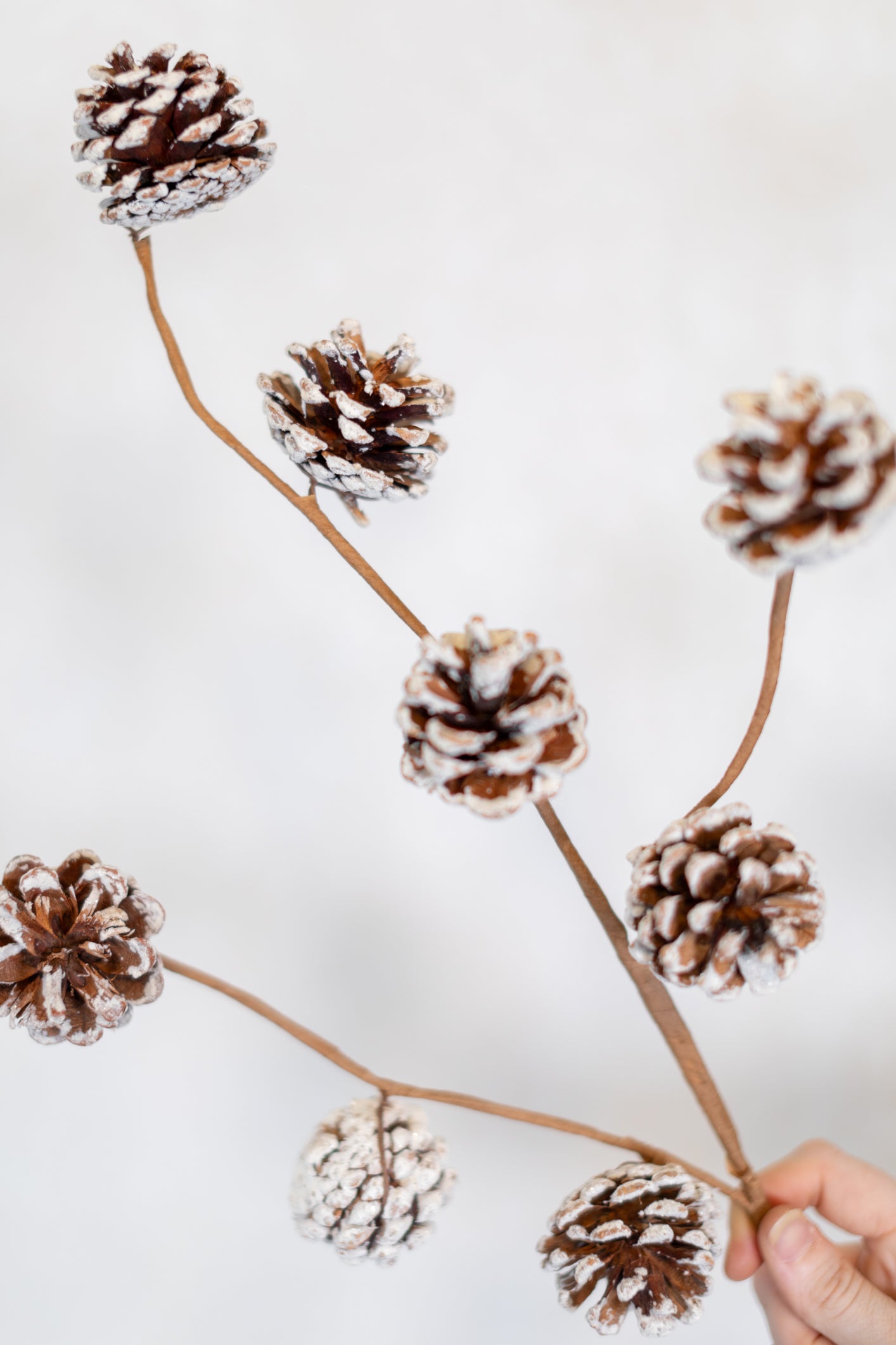 Frosted Pine Cone Spray