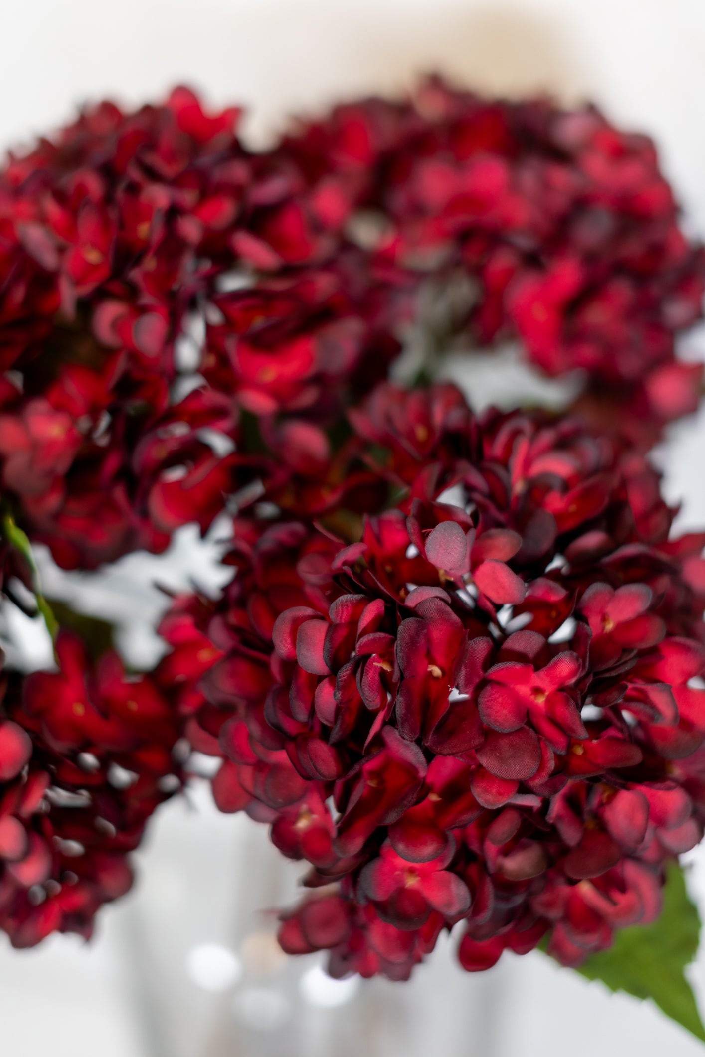 Dried Red Hydrangea