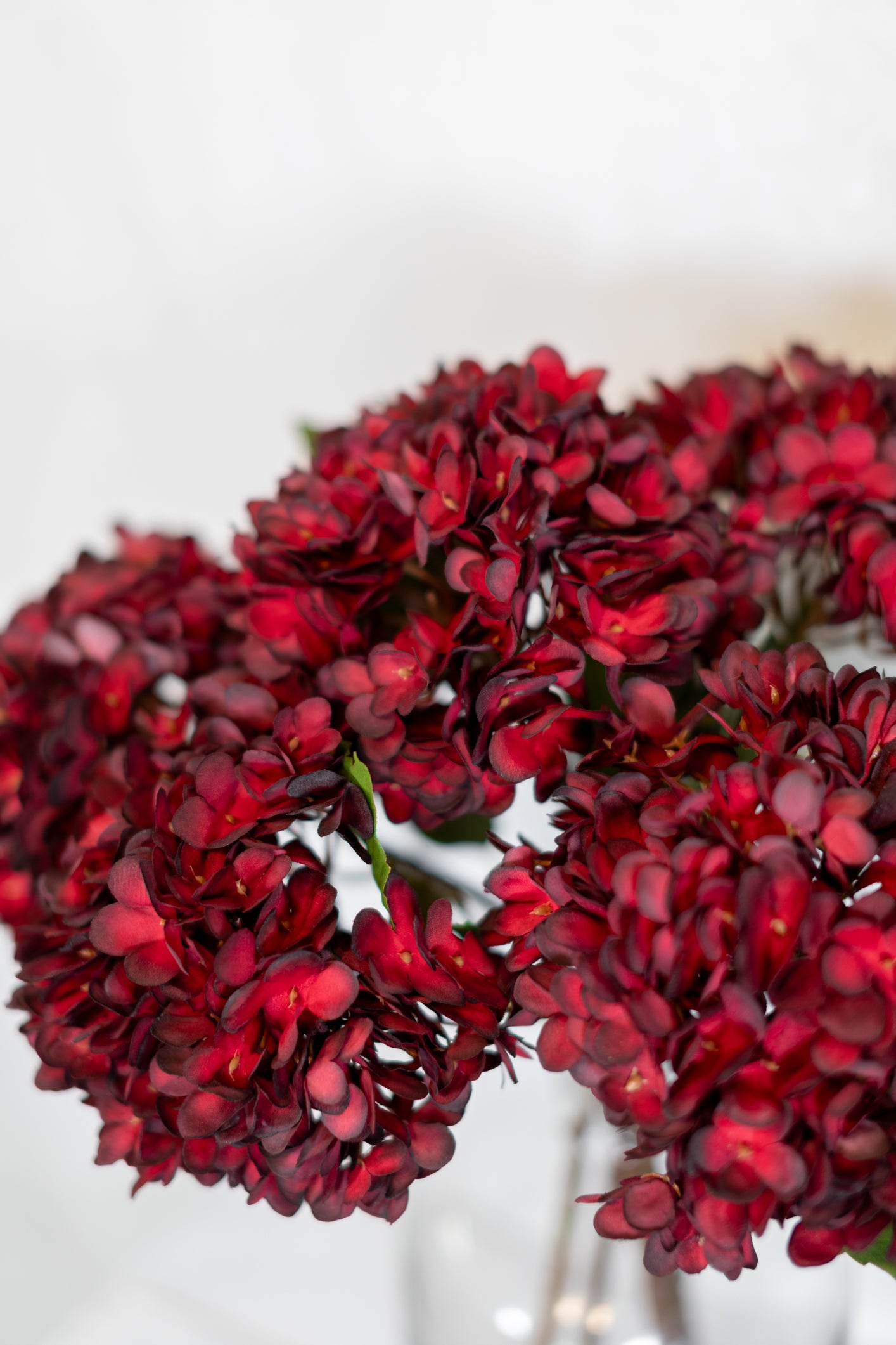 Dried Red Hydrangea