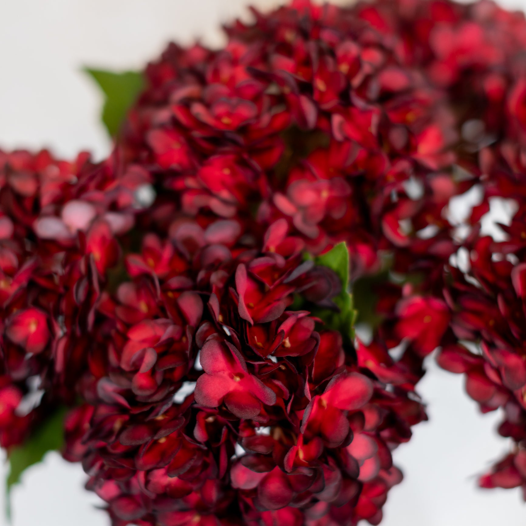 Dried Red Hydrangea