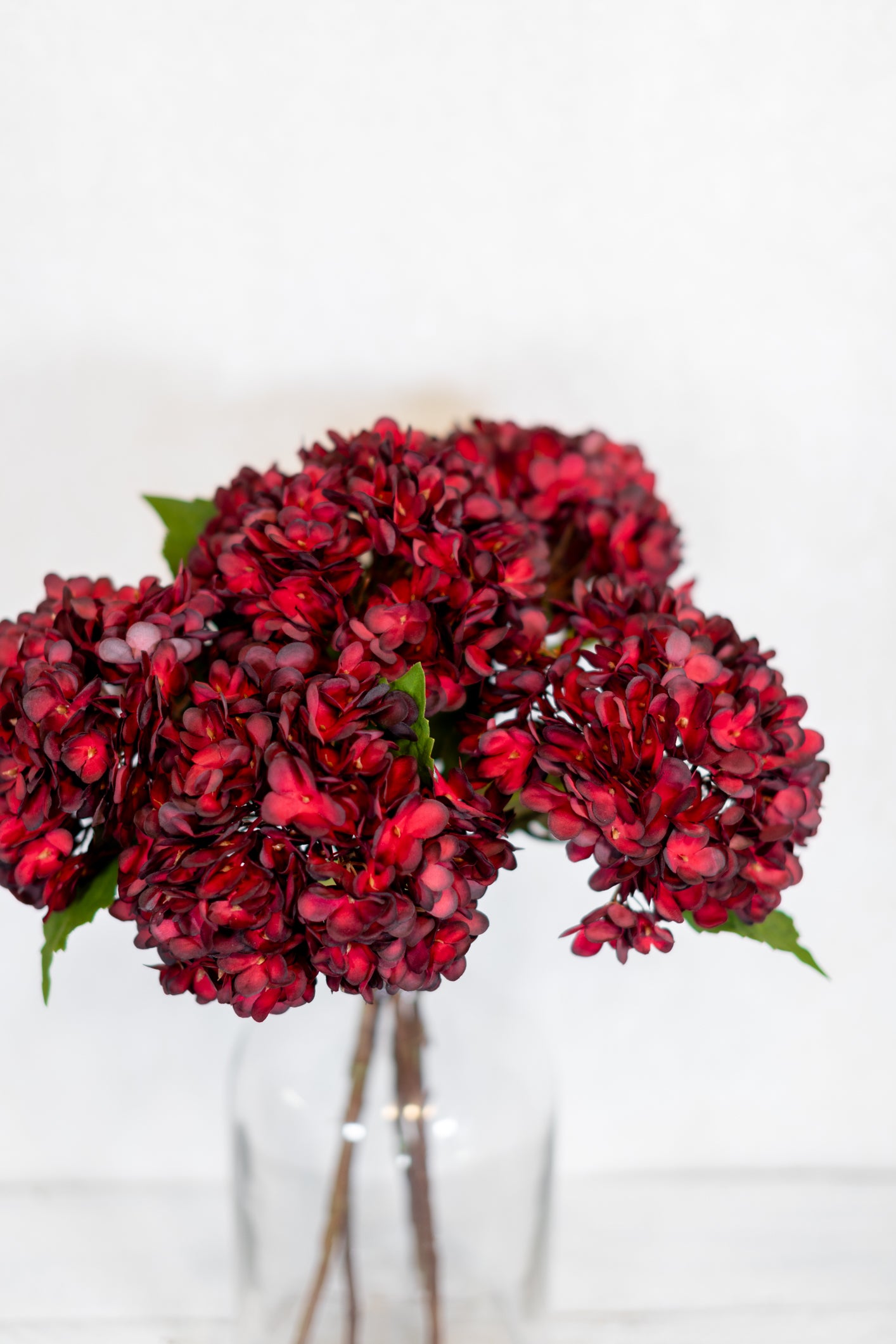 Dried Red Hydrangea