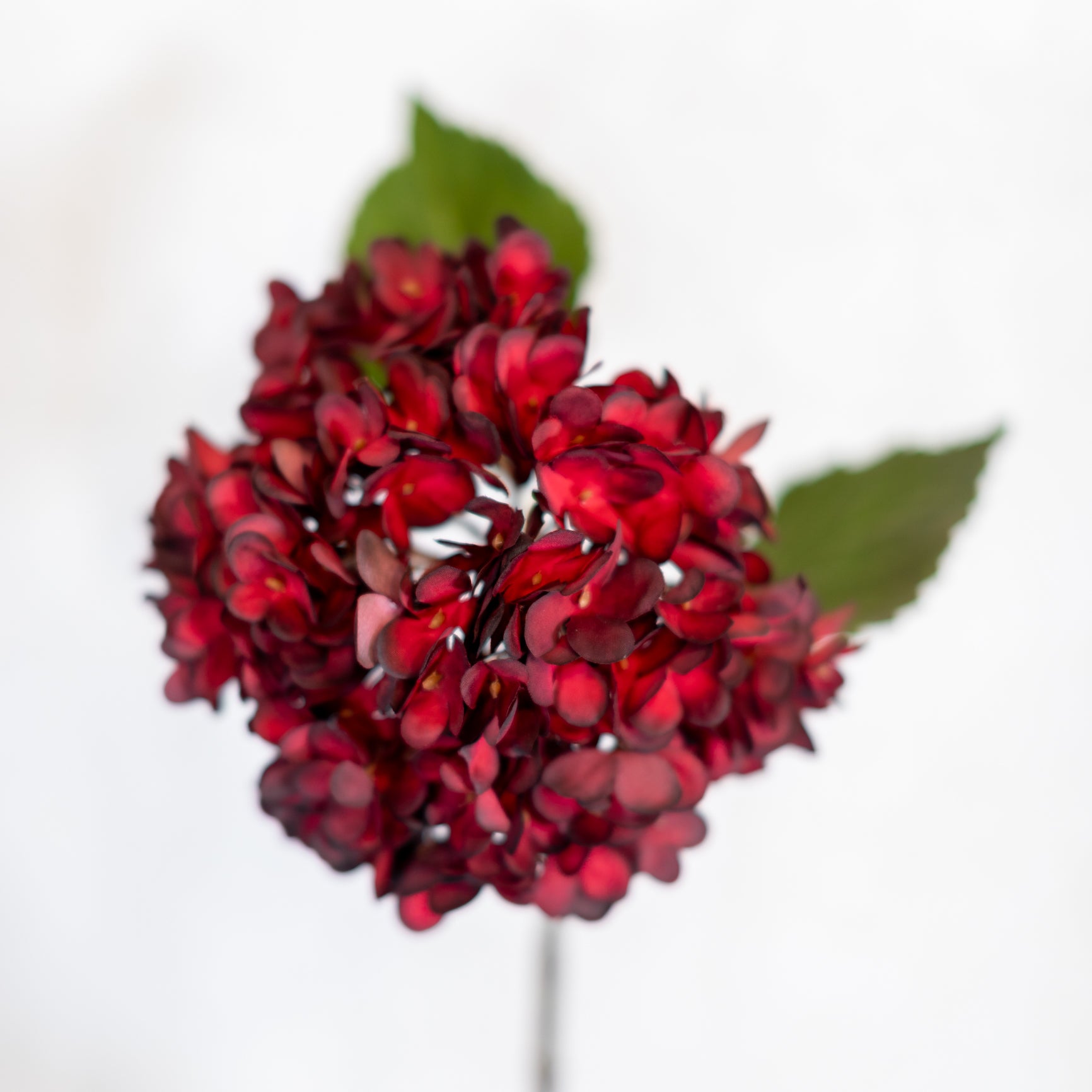 Dried Red Hydrangea