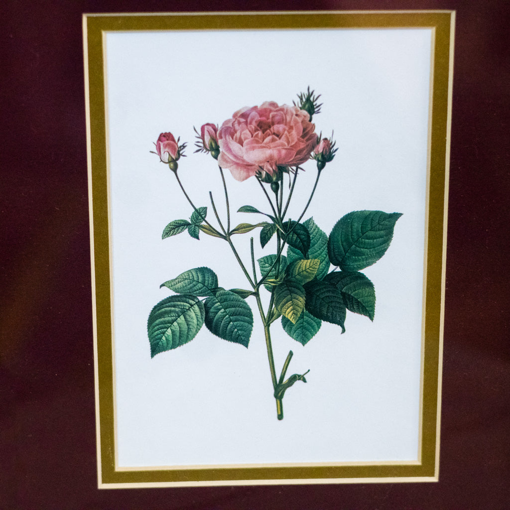 Botanical Rose Print