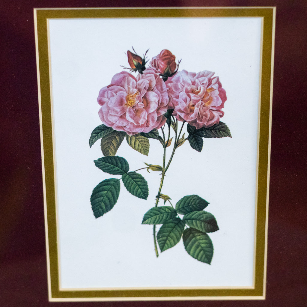 Botanical Double Rose Print