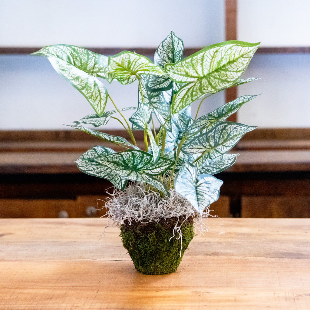 Variegated Caladium in Moss Pot