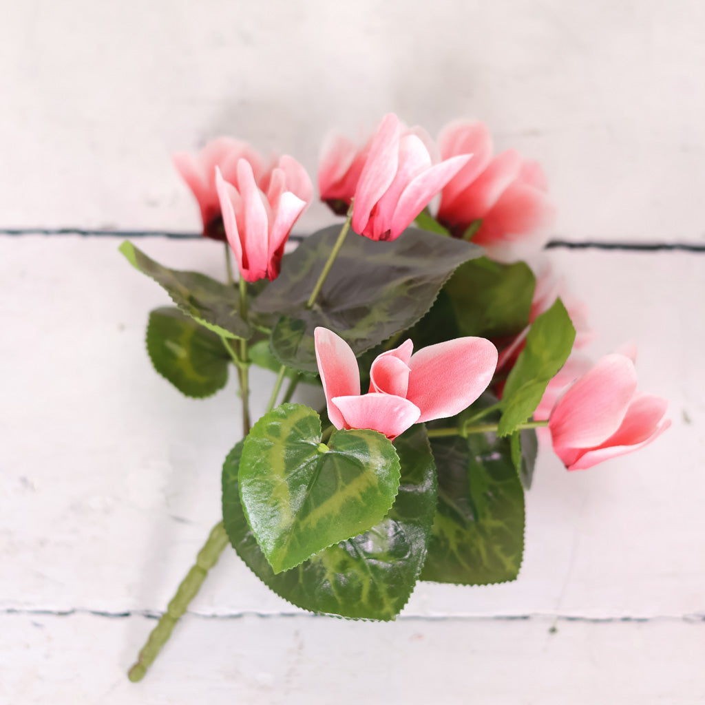 UV Cyclamen Plant Hot Pink