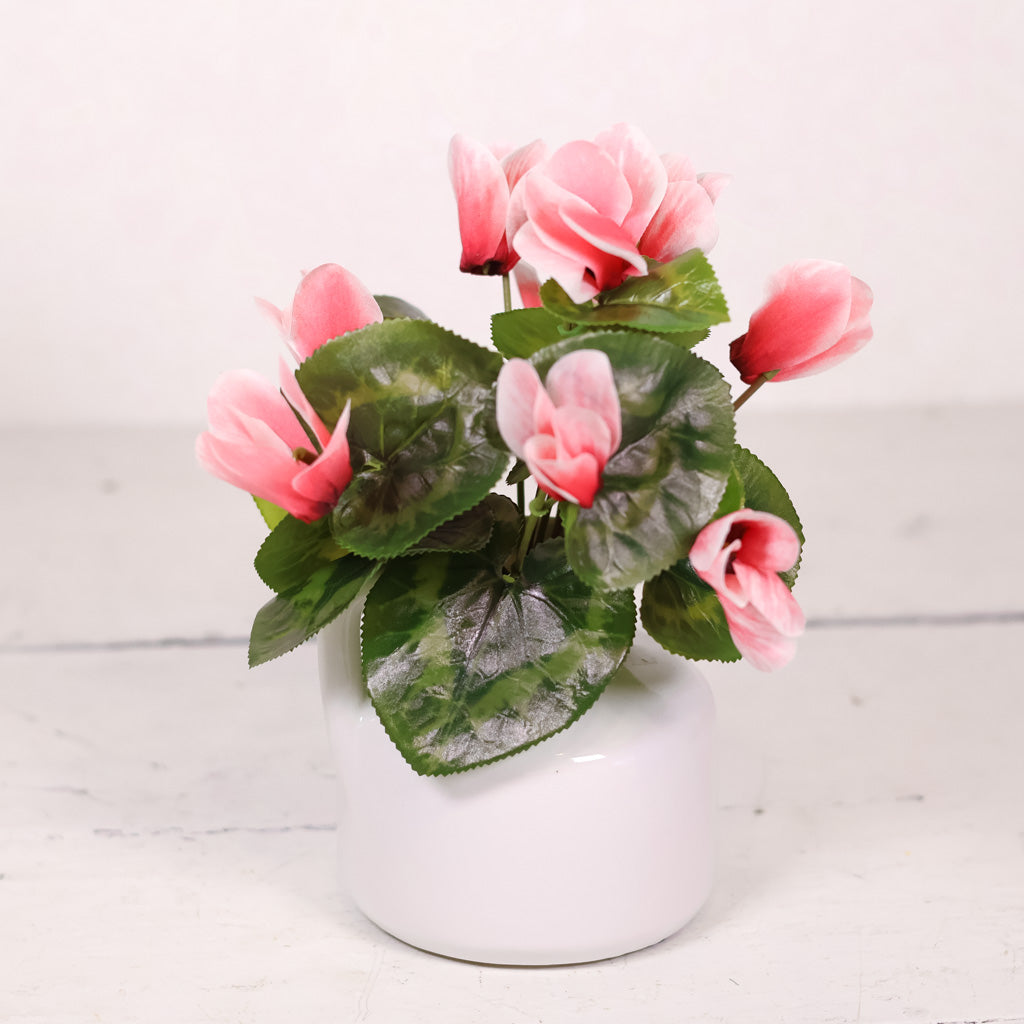 UV Cyclamen Plant Hot Pink