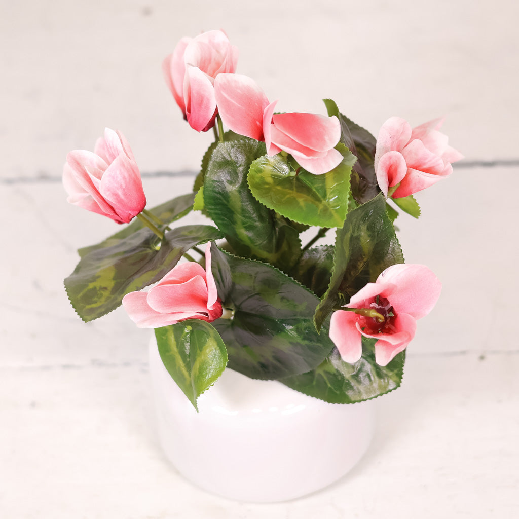 UV Cyclamen Plant Hot Pink