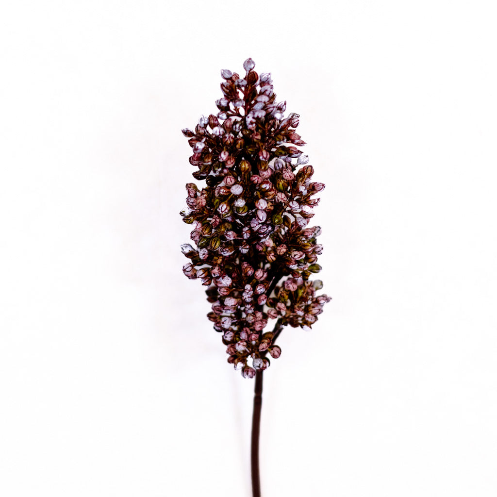 Sorghum Sunrise Stem