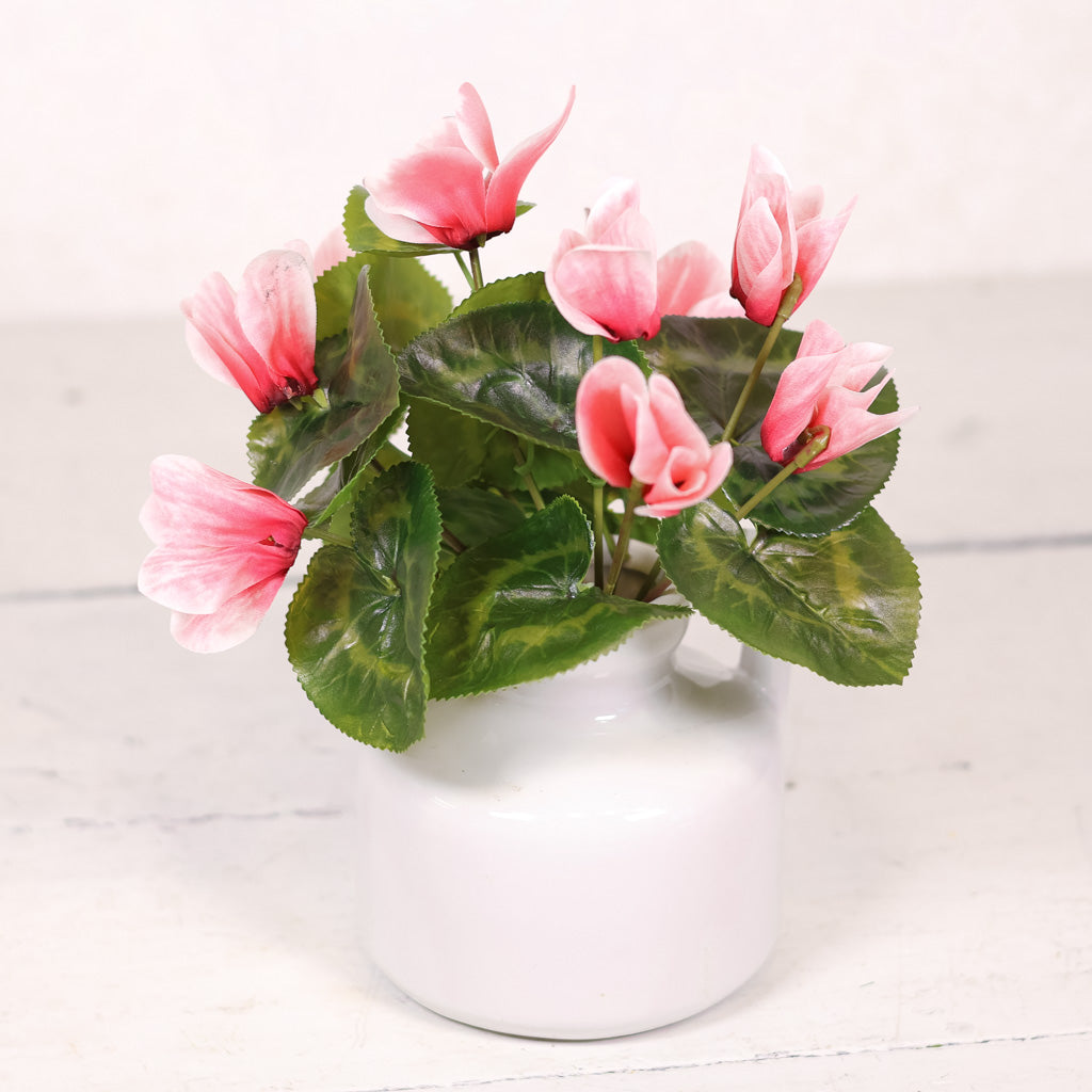 UV Cyclamen Plant Hot Pink