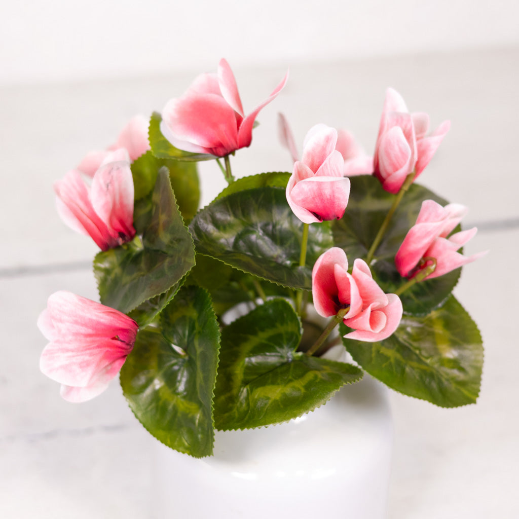 UV Cyclamen Plant Hot Pink