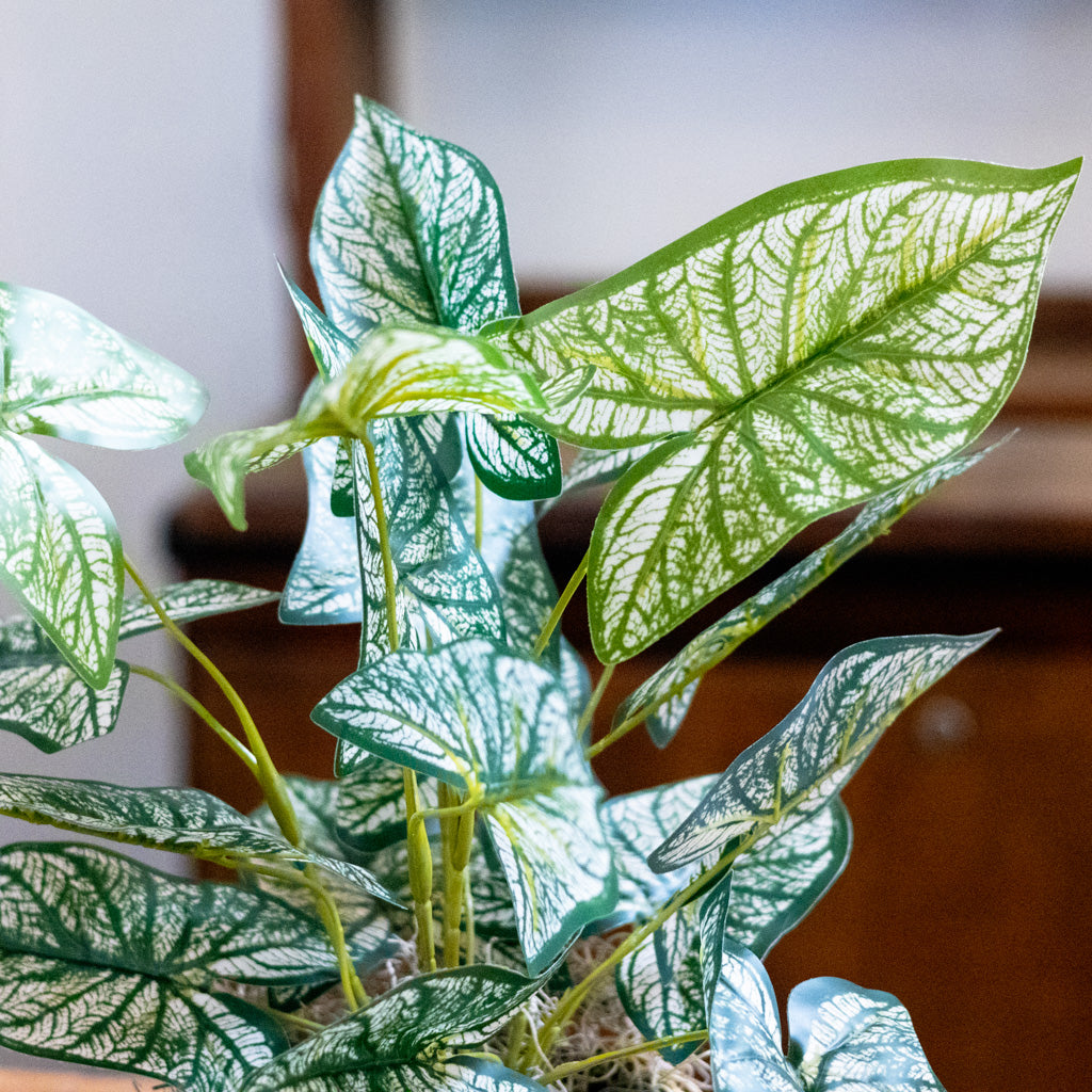 Variegated Caladium in Moss Pot