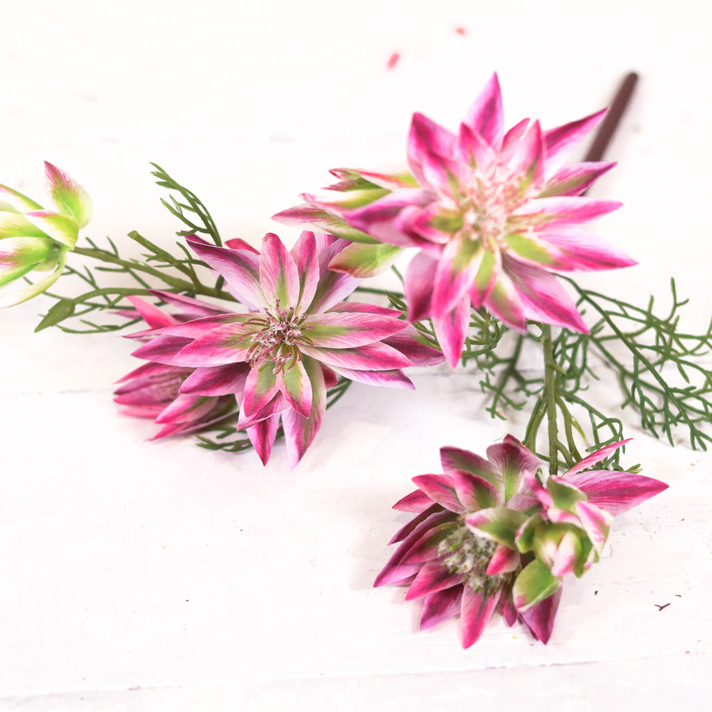 Coreopsis Pink Stem