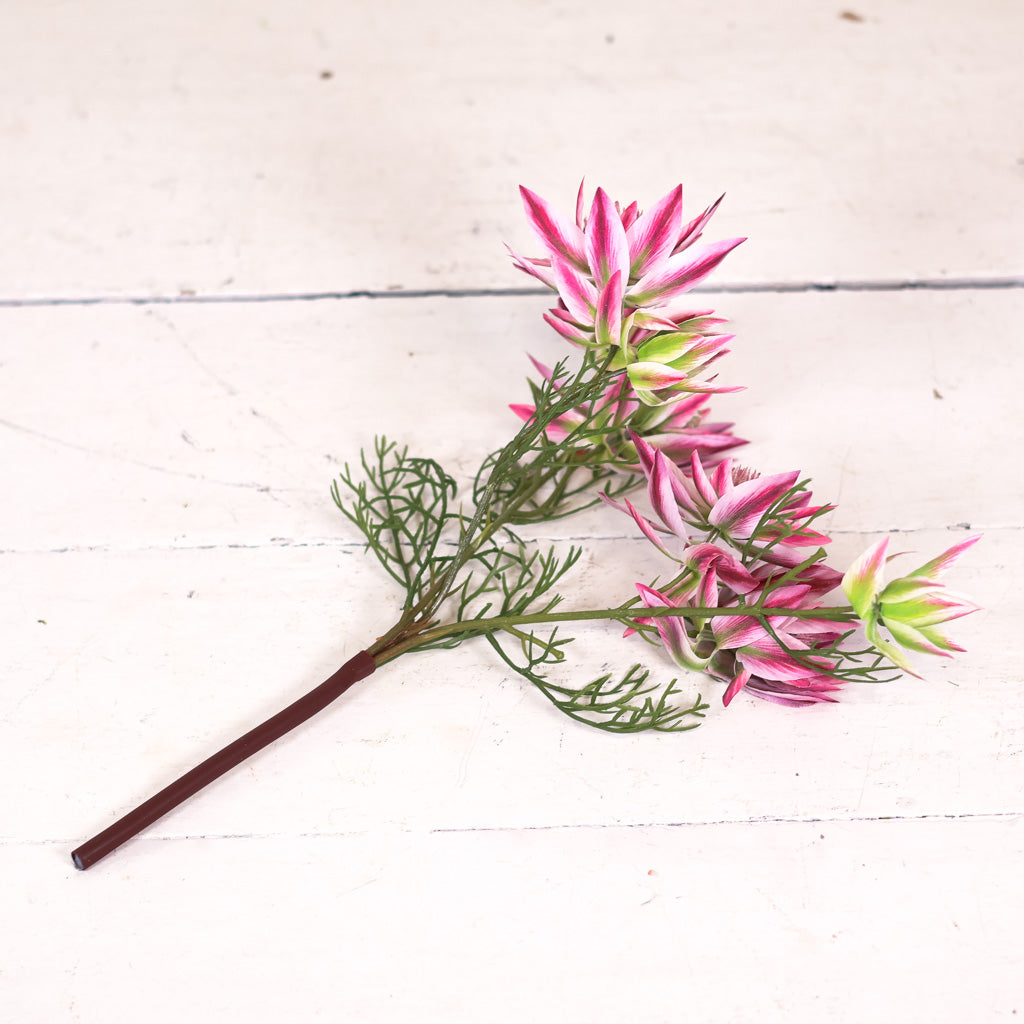 Coreopsis Pink Stem