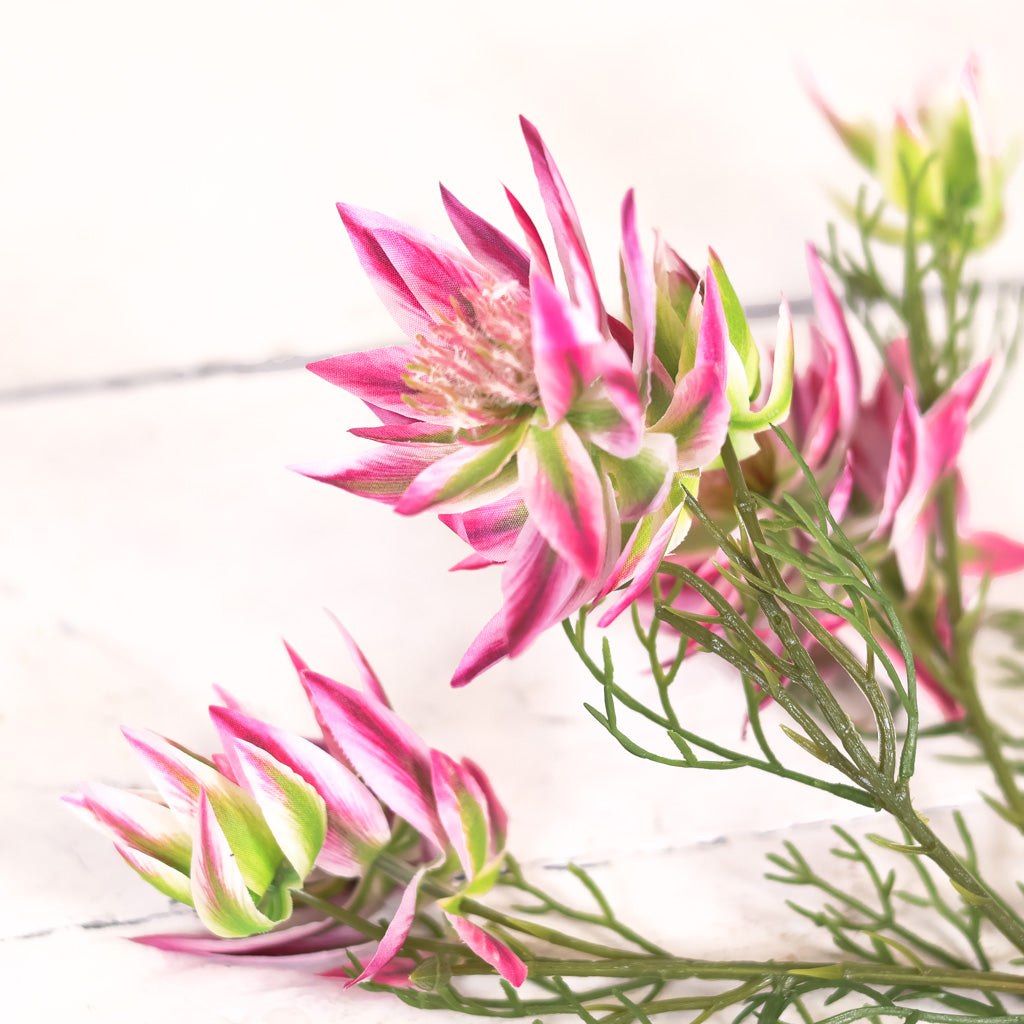 Coreopsis Pink Stem