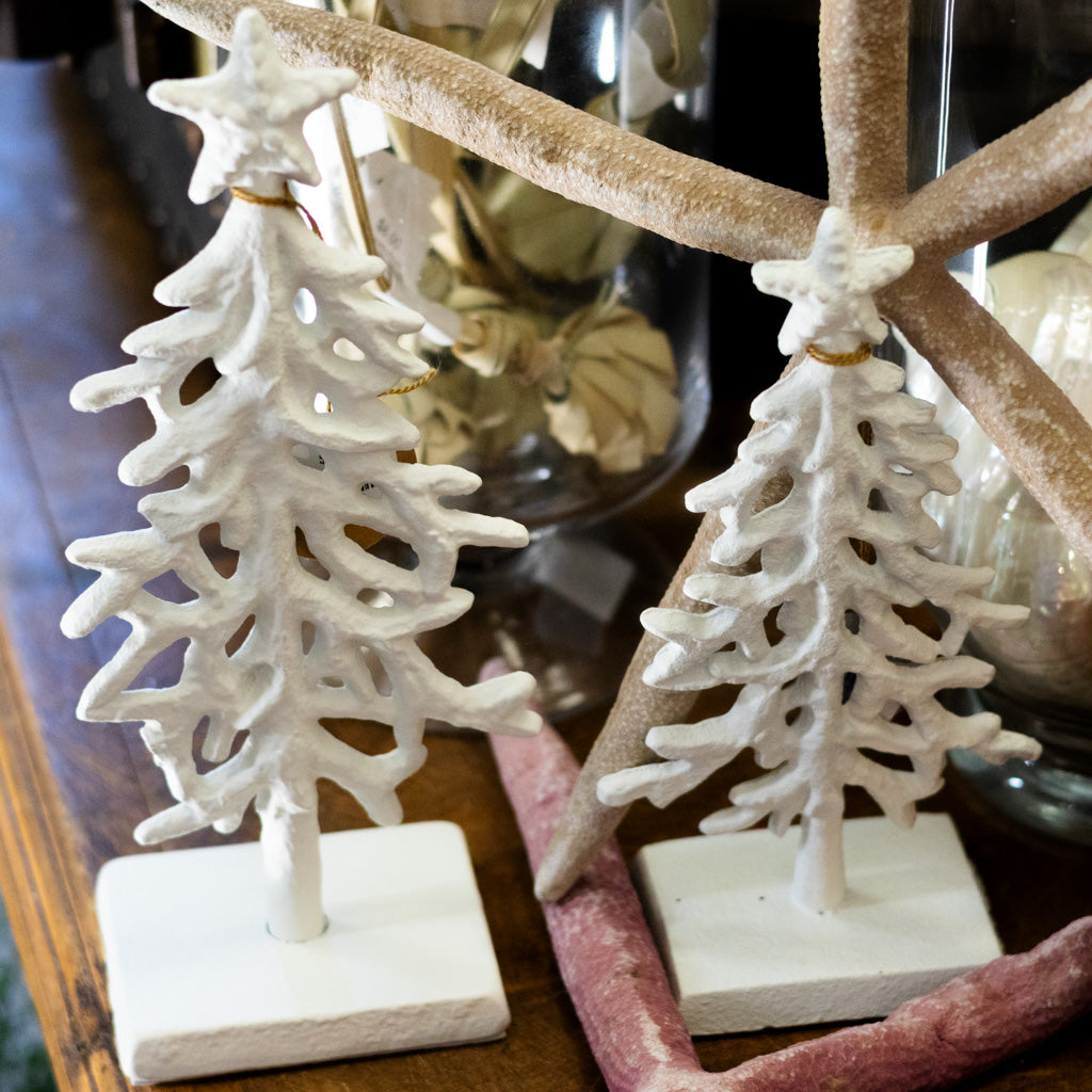 White Coral Tree Tall