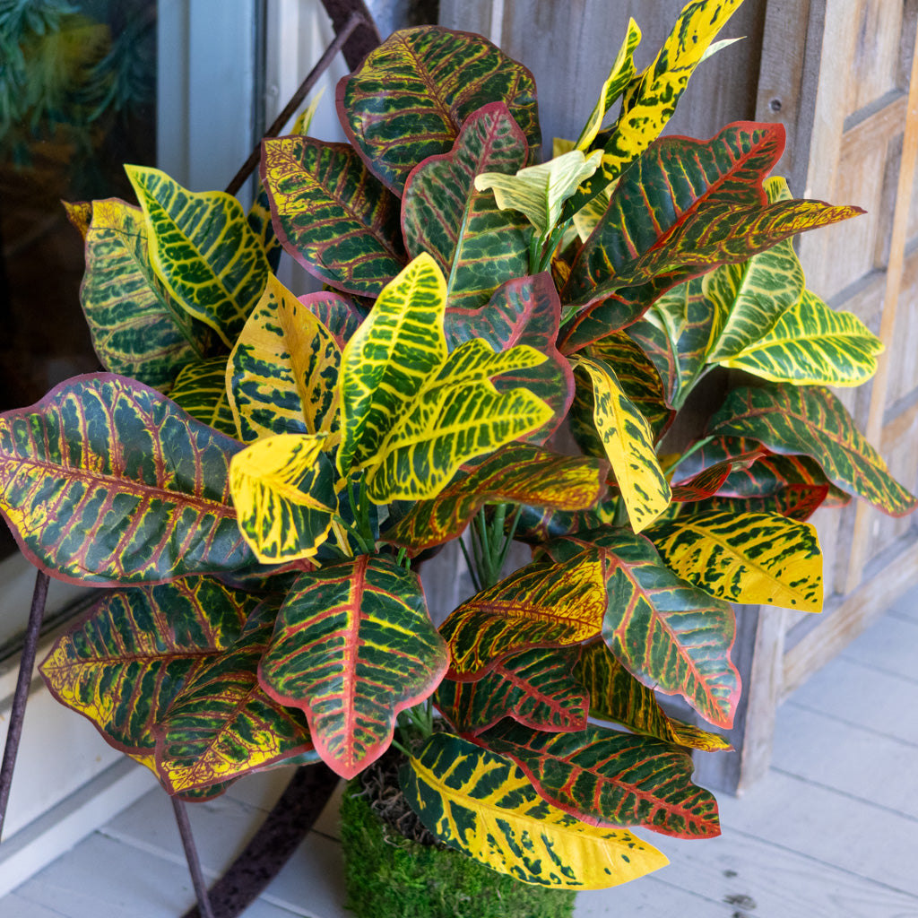 Croton Moss Pot Planter Drop In