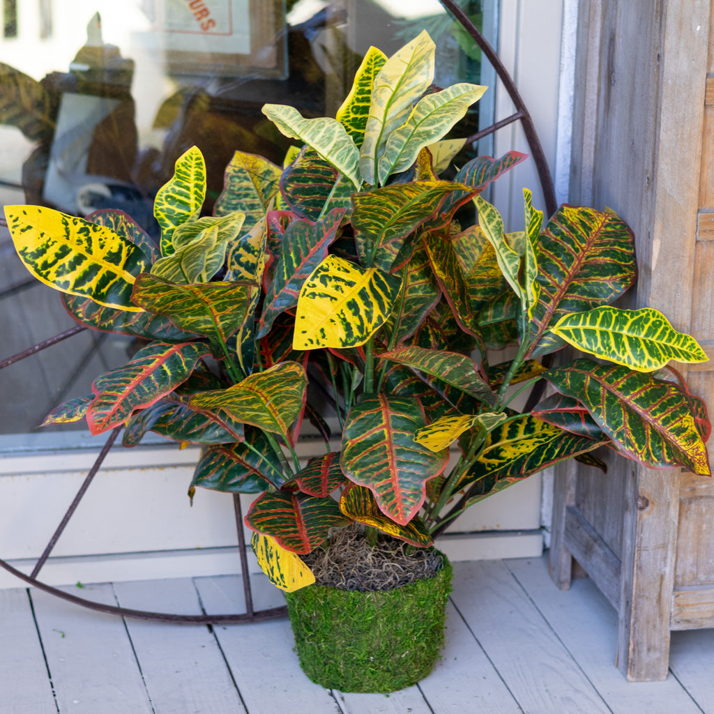 Croton Moss Pot Planter Drop In