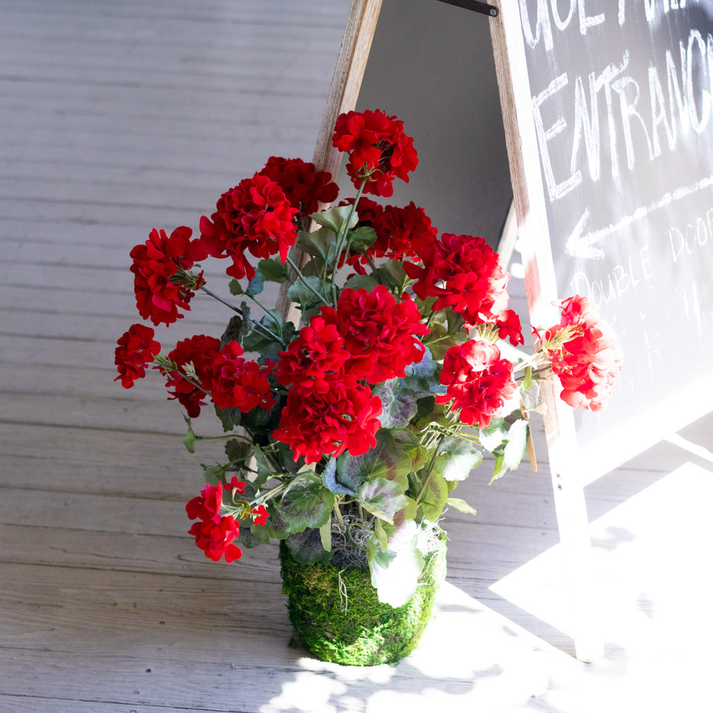 Red Geranium Double Moss Pot Drop In