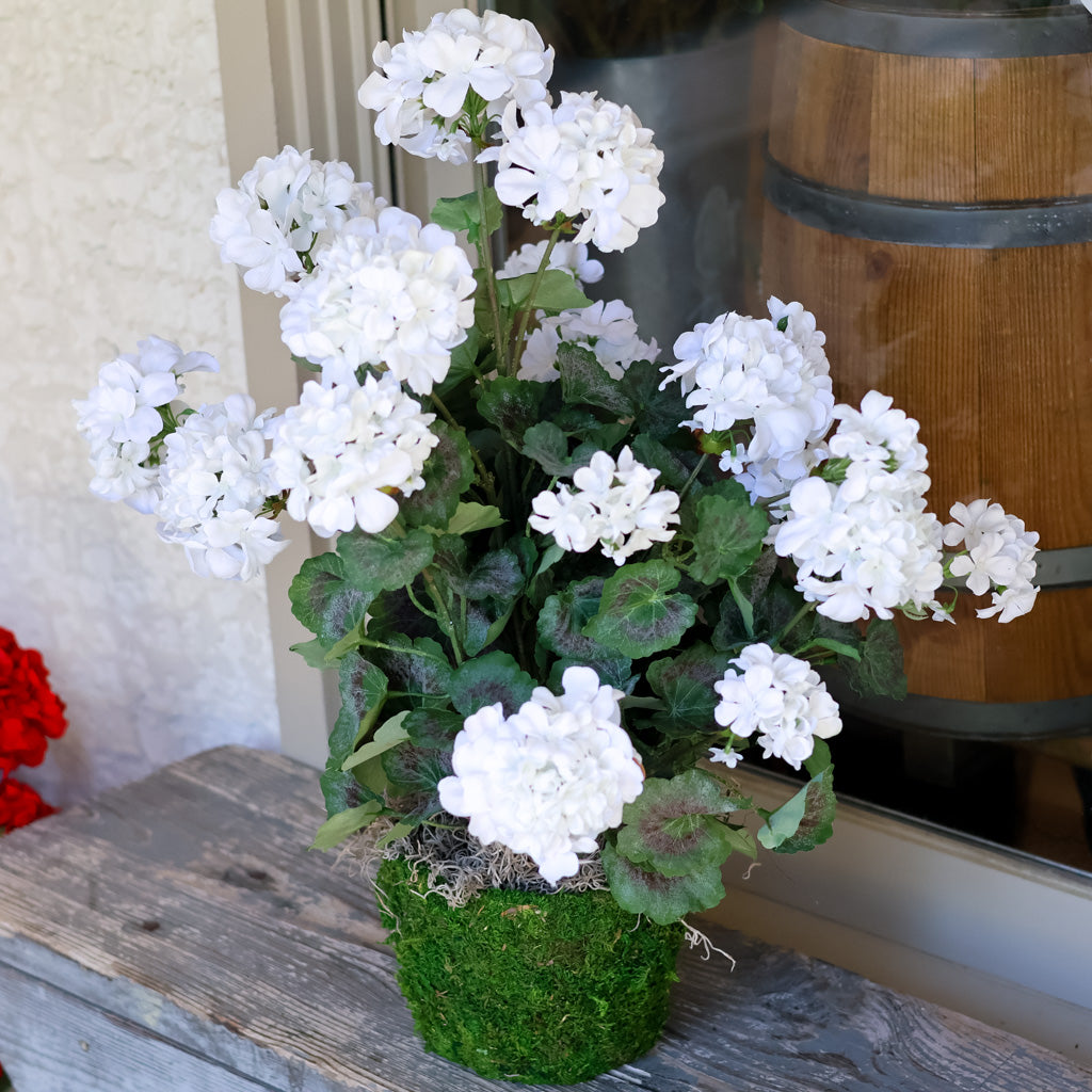 Double White Geranium Moss Pot Drop In