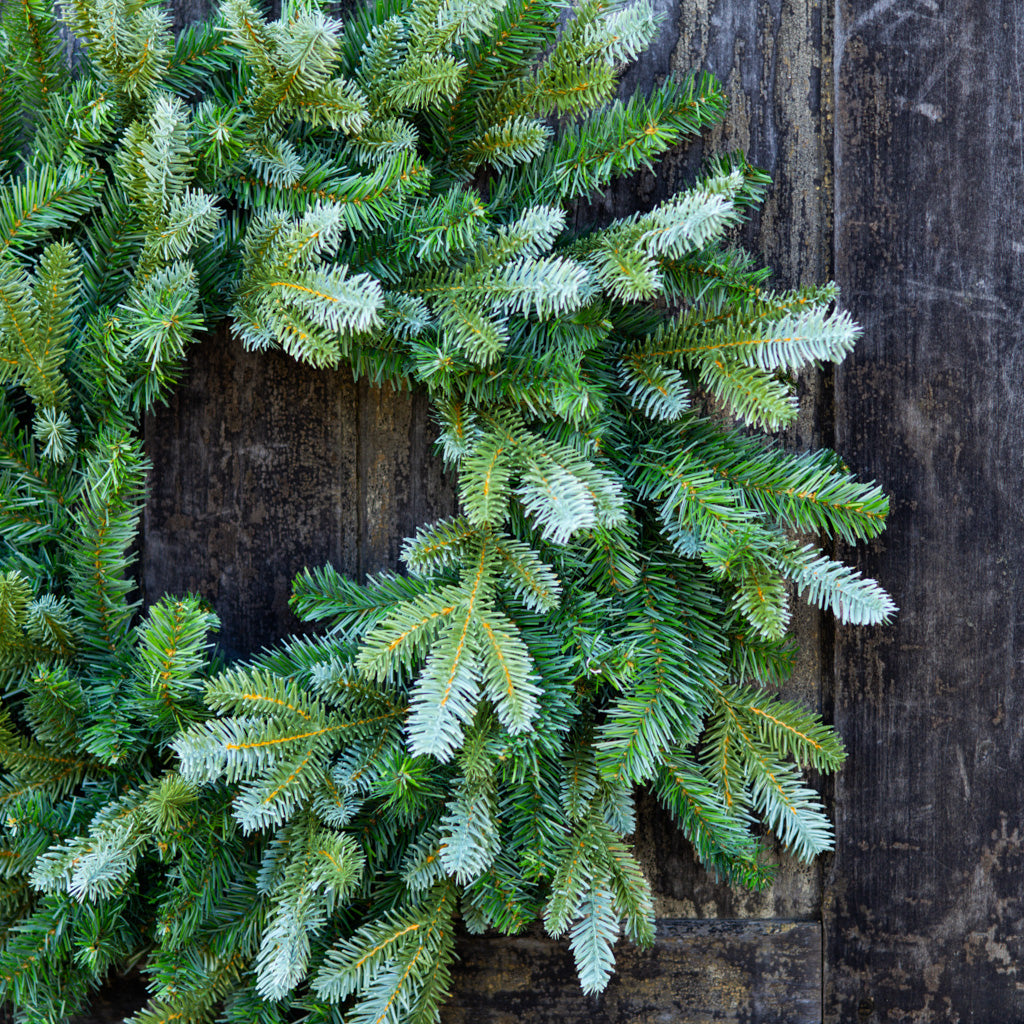 24" Blue Spruce Wreath