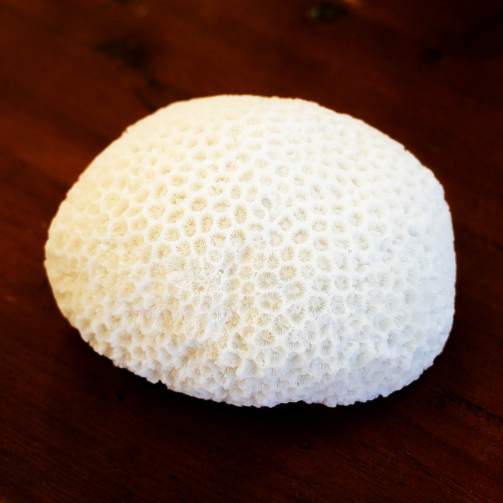 Resin LED Indoor/Outdoor Coral Shaped White Lamp