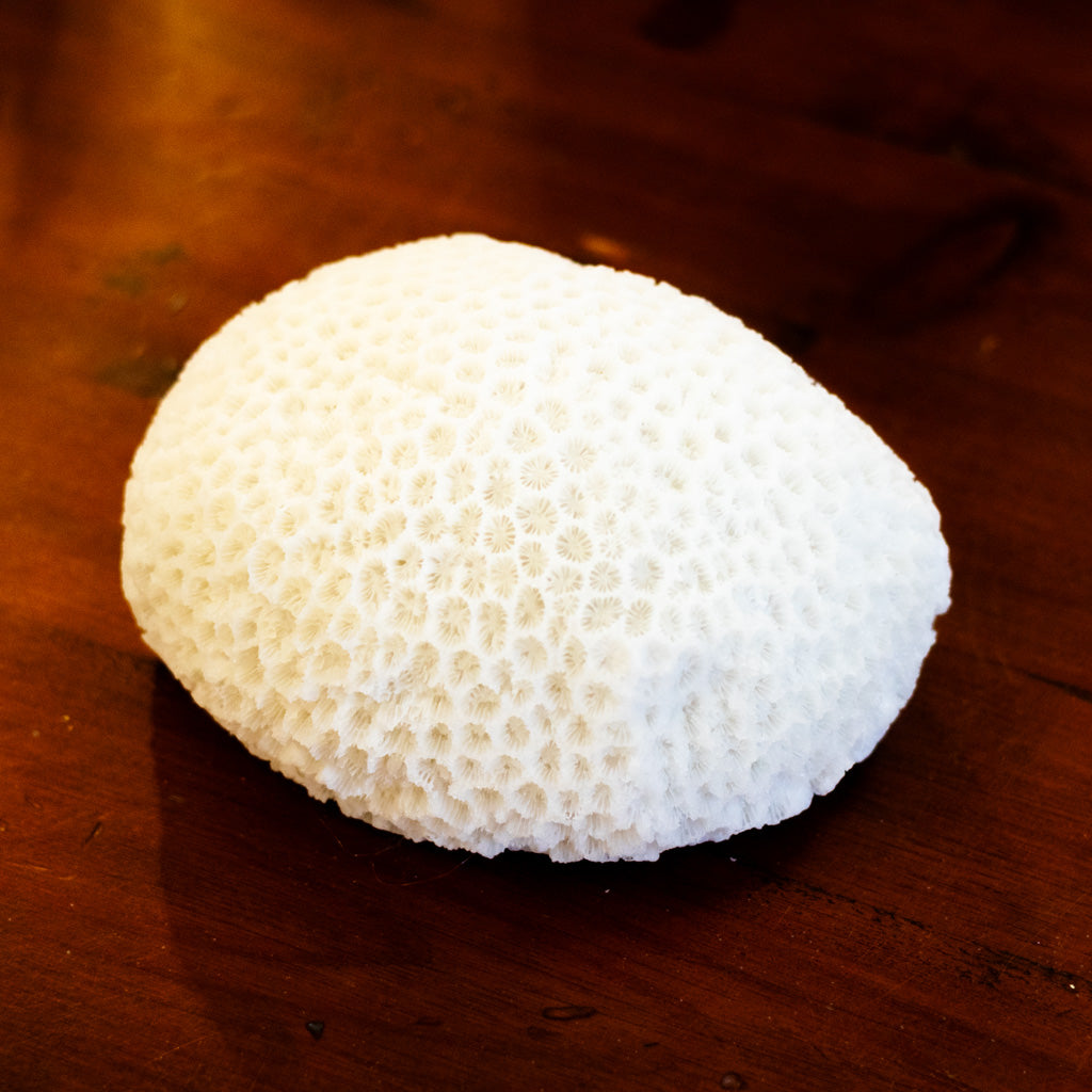 Resin LED Indoor/Outdoor Coral Shaped White Lamp