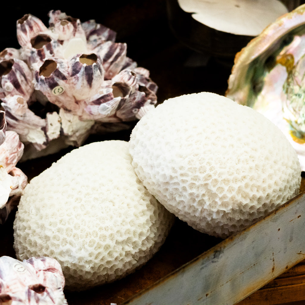 Resin LED Indoor/Outdoor Coral Shaped White Lamp