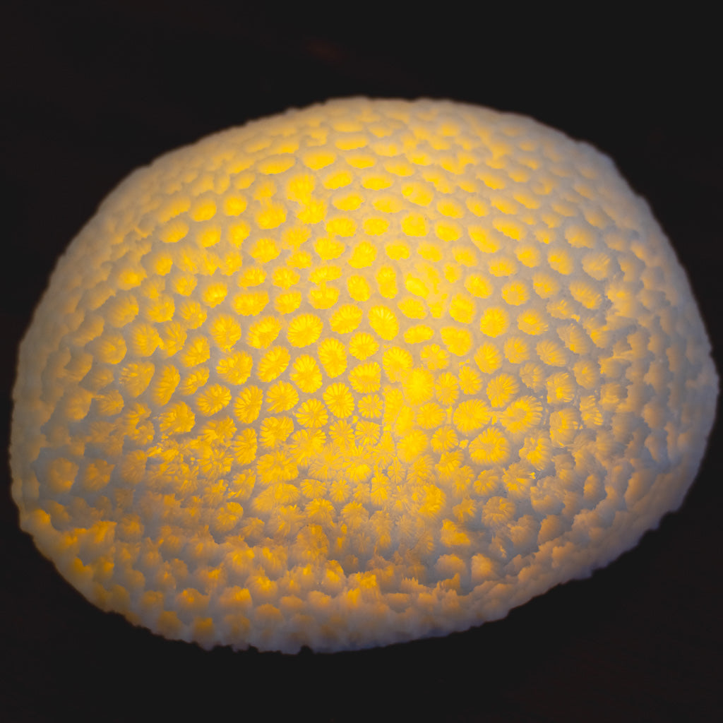Resin LED Indoor/Outdoor Coral Shaped White Lamp