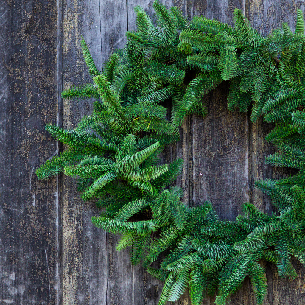 24" Noble Fir Wreath