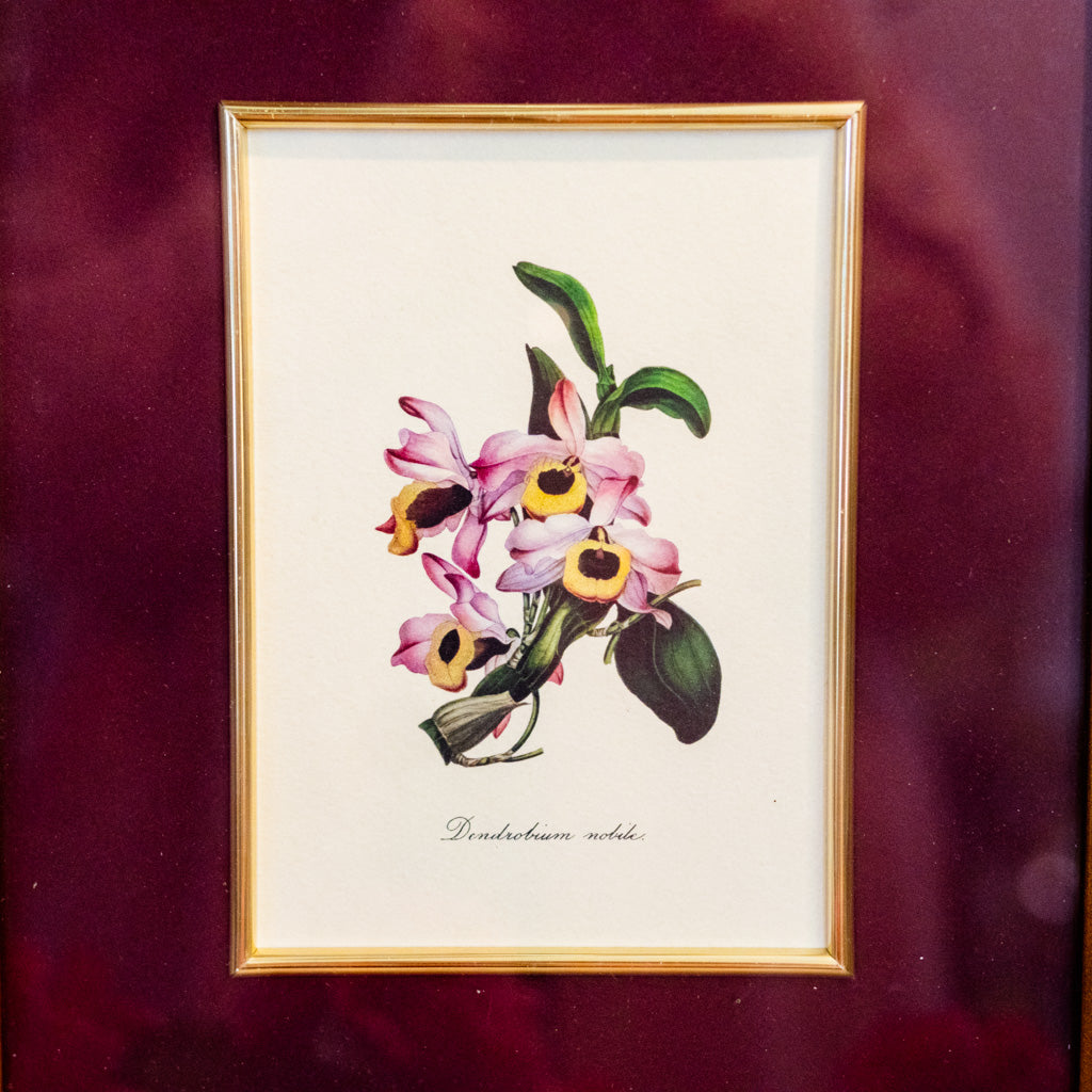 Botanical Art Print of Dendrobium