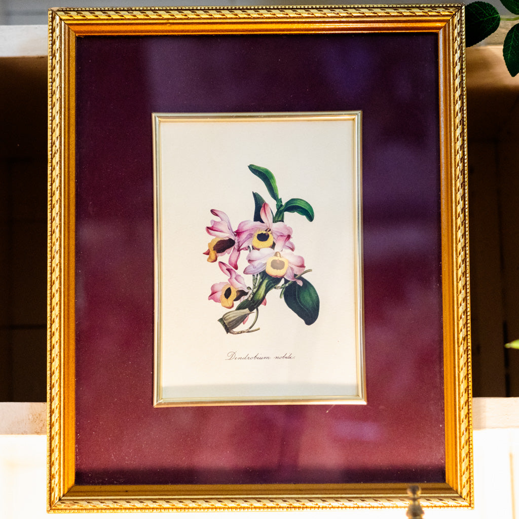 Botanical Art Print of Dendrobium