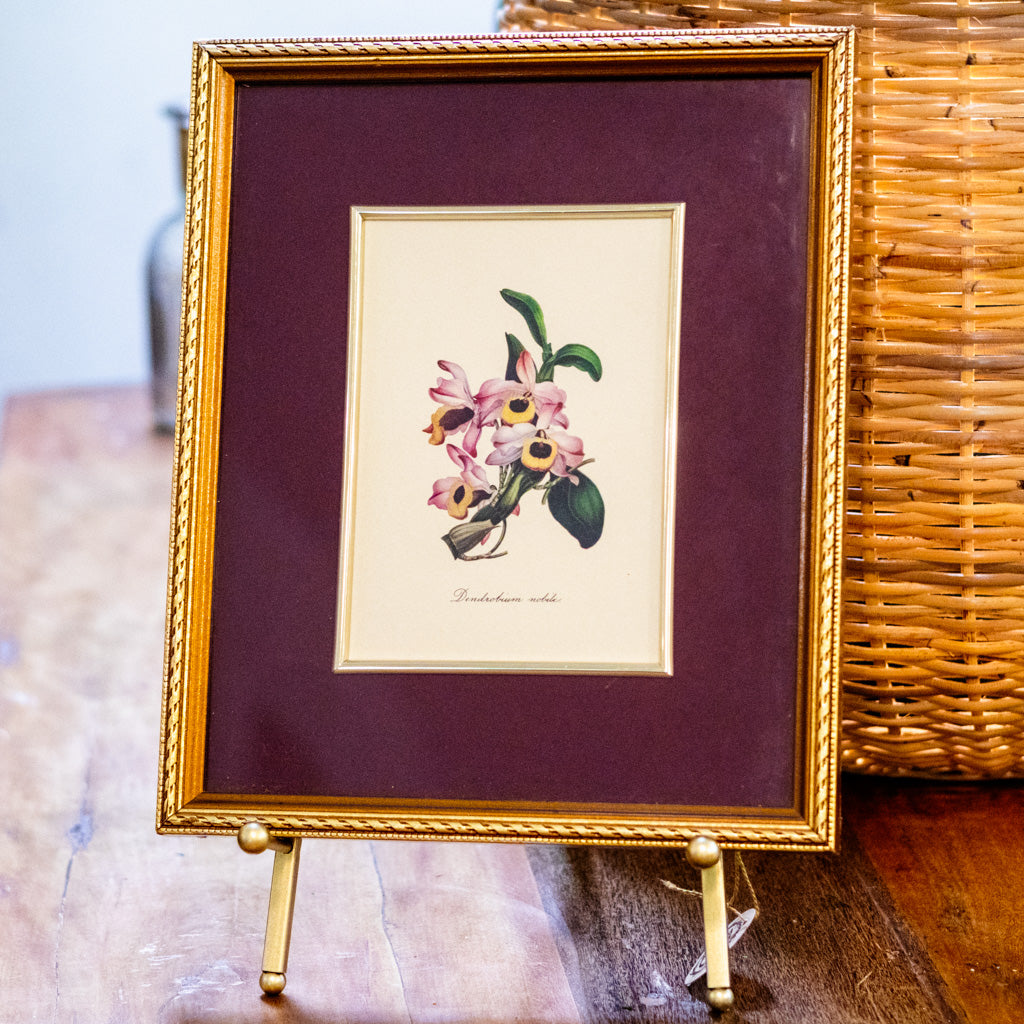 Botanical Art Print of Dendrobium