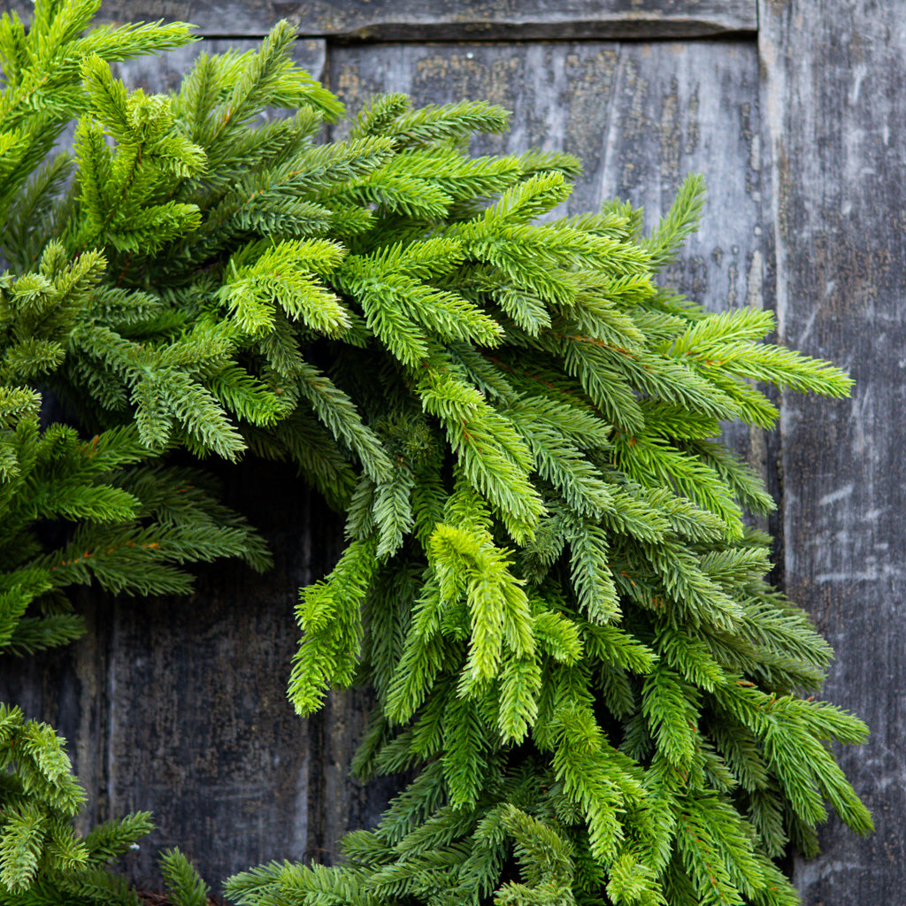 28"D Alpine Wreath