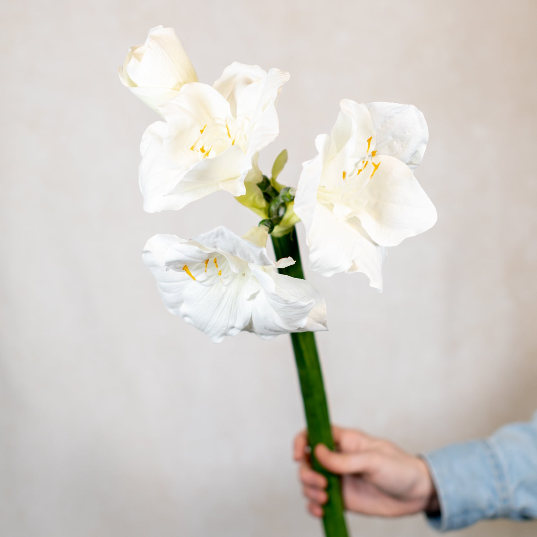 Amaryllis White with Three Blooms and Bud